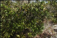 Persea humilis image