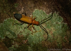 Stenoderus ostricilla
