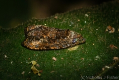 Podognatha vinculata