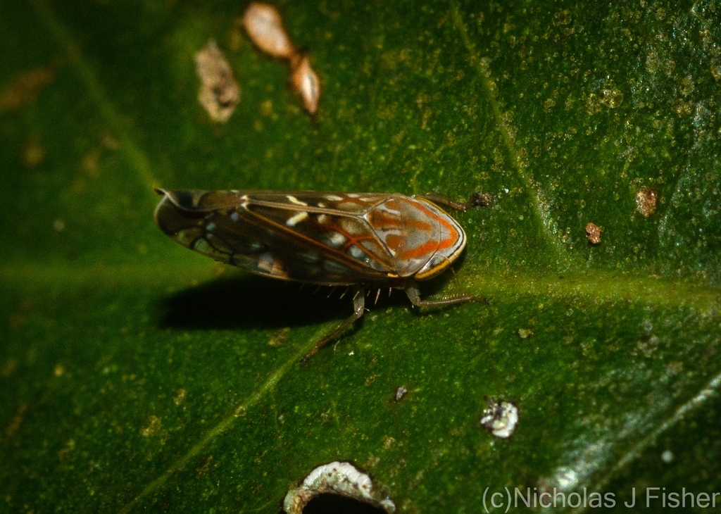 Diemoides