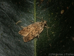 Barea nymphica