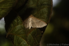 Addaea subtessellata