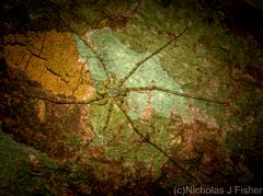 Tamopsis tweedensis