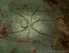 Tamopsis tweedensis