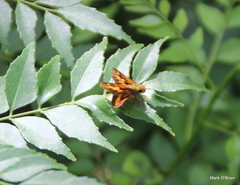 Oriens augustula