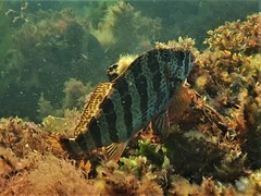 Goniistius rubrolabiatus