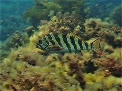 Goniistius rubrolabiatus