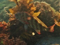 Goniistius rubrolabiatus