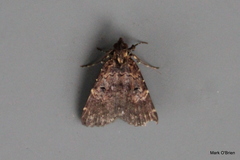 Palaeocoleus sypnoides