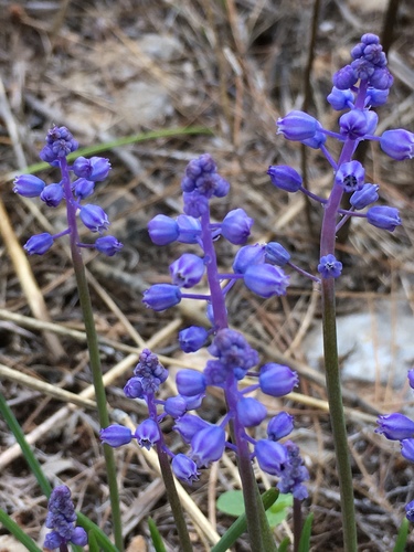 Representative image of Muscari parviflorum