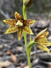 Thelymitra fuscolutea