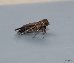 Palaeocoleus sypnoides