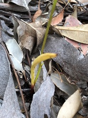 Thelymitra fuscolutea