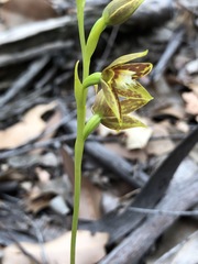 Thelymitra fuscolutea