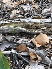 Thelymitra fuscolutea