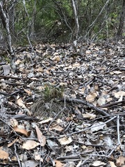 Thelymitra fuscolutea