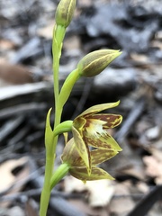 Thelymitra fuscolutea