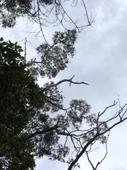 Thelymitra fuscolutea