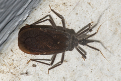 Tribelocephala