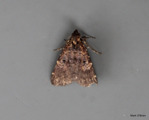 Palaeocoleus sypnoides