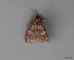 Palaeocoleus sypnoides