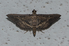 Massepha