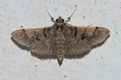 Omiodes surrectalis
