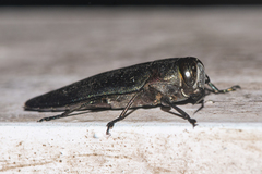 Belionota fallaciosa