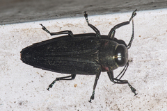 Belionota fallaciosa