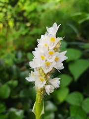 Pontederia reflexa
