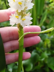 Pontederia reflexa