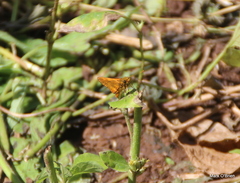 Oriens augustula