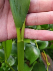 Pontederia reflexa