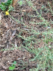 Hypericum triquetrifolium