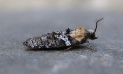 Acleris variana