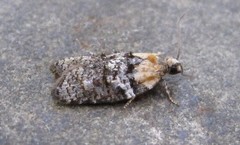 Acleris variana