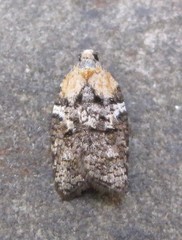 Acleris variana