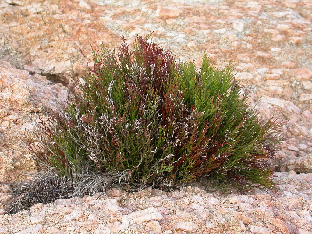 Limonium