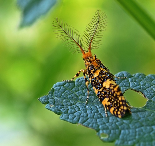 Euplocamus ophisa photographed in Greece