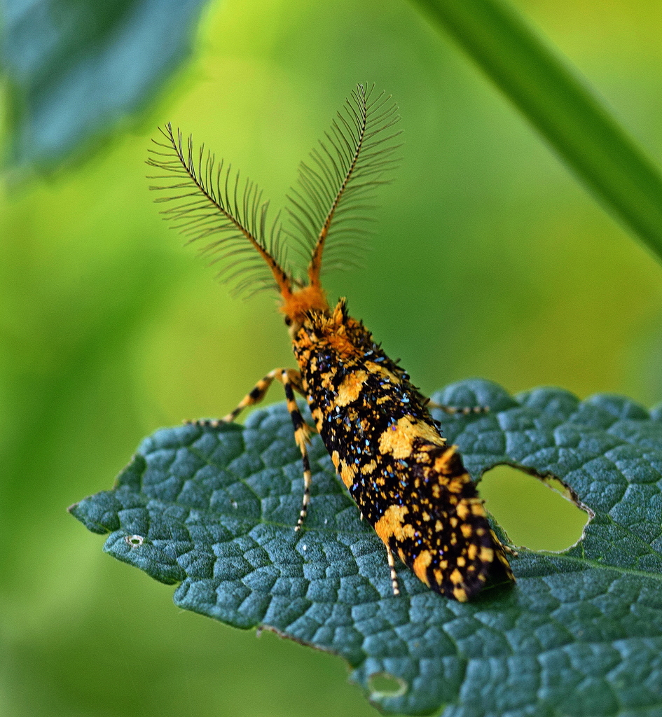 Bagworms, Clothes Moths, and Allies