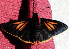 Pyrrhopyge kelita