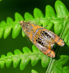 Olethreutes arcuella