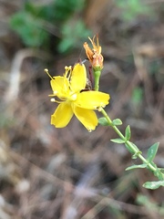 Hypericum triquetrifolium