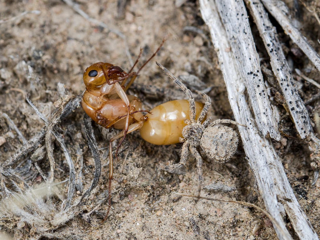 Camponotus turkestanus · iNaturalist Guatemala