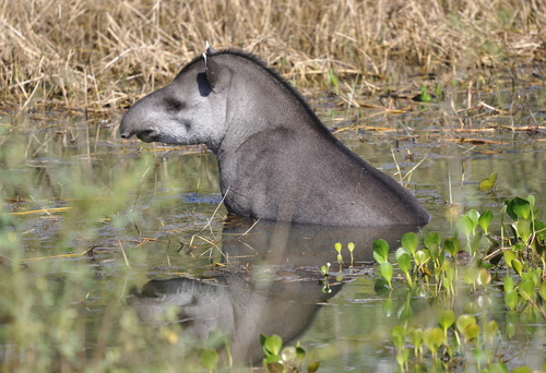 South American Tapir, photo 8 of 10