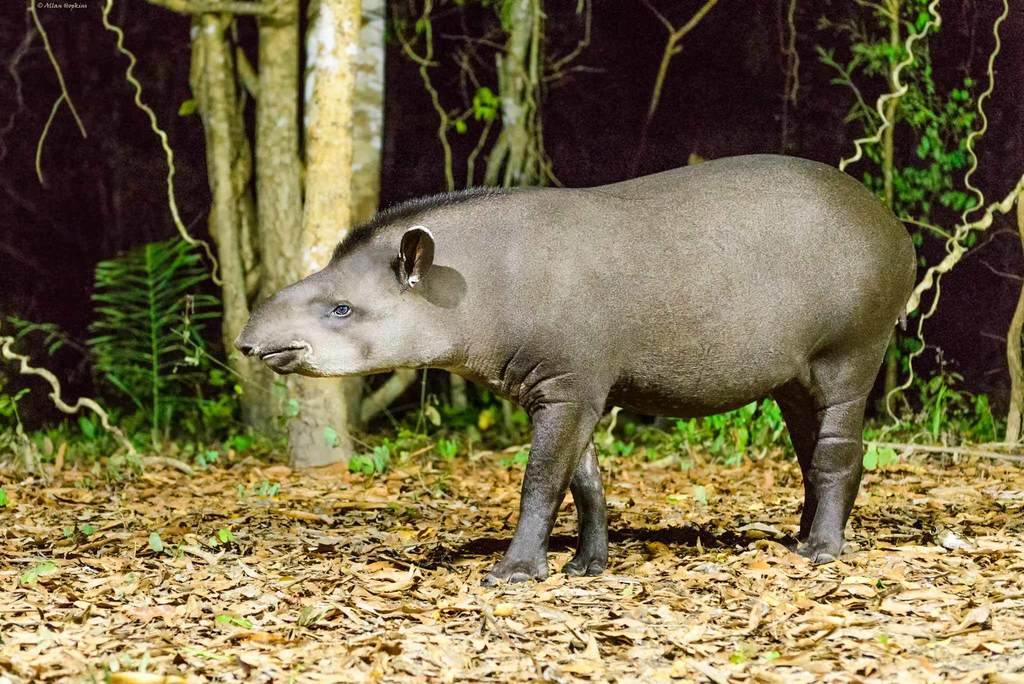 Tapirus Terrestris Terrestris Know Your Mammals 