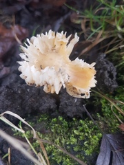 Hygrophoraceae