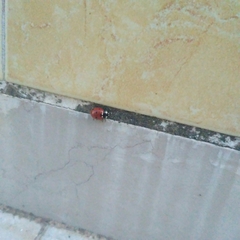 Coccinella septempunctata