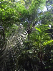 Astrocaryum mexicanum