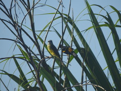 Icterus auricapillus